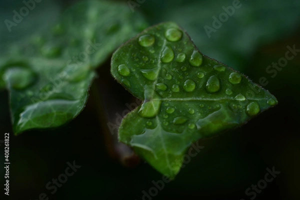 Obraz 雨上がりに水滴が撥水している緑の葉のアップ