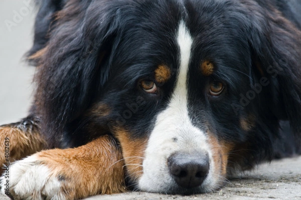 Obraz Bernese Mountain dog