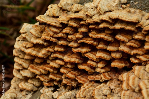 Obraz 秋の森にひっそりと生えるいろいろなキノコ