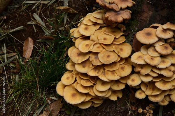 Obraz 秋の森にひっそりと生えるいろいろなキノコ