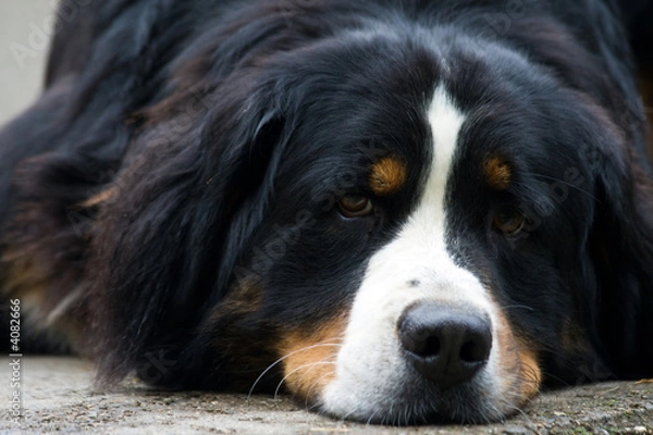 Obraz Bernese Mountain dog