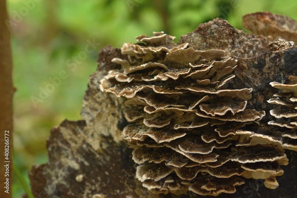 Obraz 秋の森にひっそりと生えるいろいろなキノコ