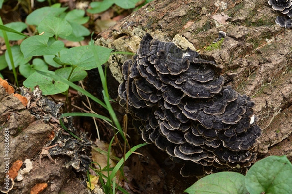 Obraz 秋の森にひっそりと生えるいろいろなキノコ