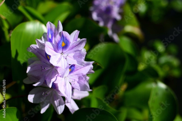 Obraz 水辺にさく孔雀の羽の模様の花