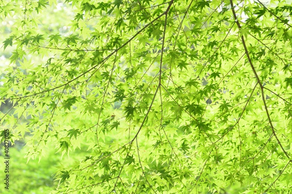 Obraz 一面の新緑のもみじ