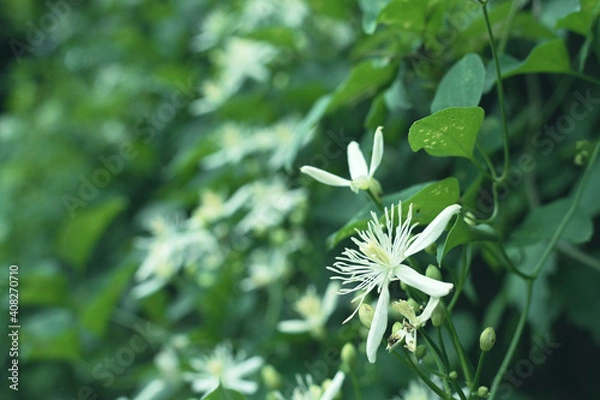 Obraz 夏山に咲く白いかわいい山草