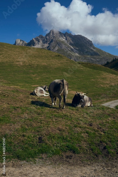 Obraz cows in the mountains