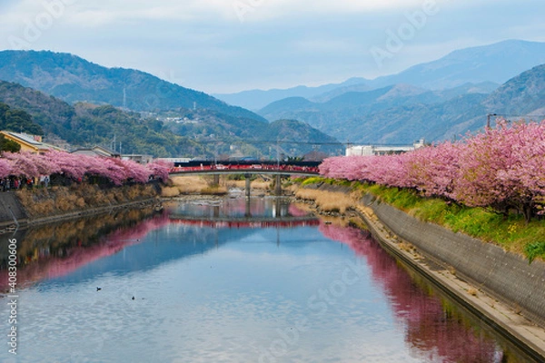 Fototapeta 伊豆河津町の河津桜