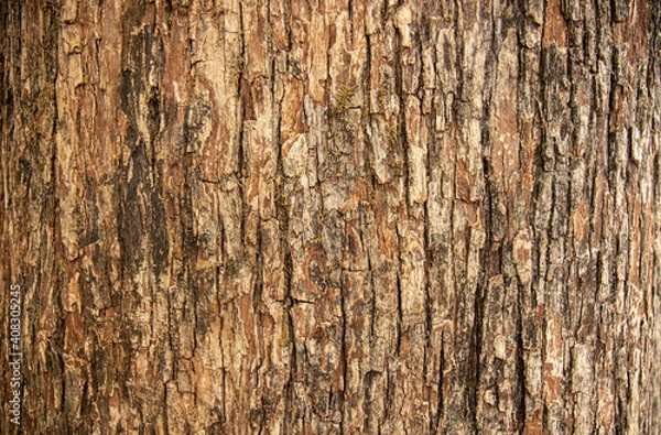 Fototapeta Bark pattern is seamless texture from tree. For background work