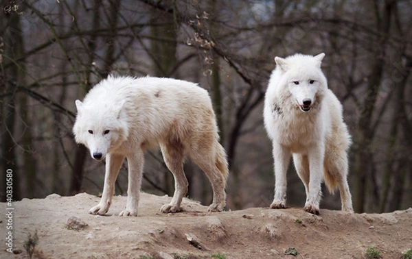 Obraz Two Arctic Wolves