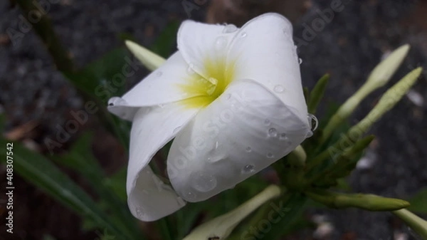 Fototapeta white spring flower