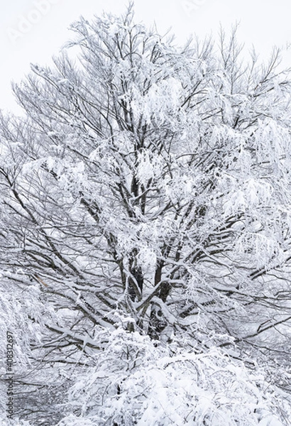 Fototapeta Snowy beech forest in winter in Puerto de Opakua, in the Sierra de Entzia Natural Park. Alava. Basque Country. Spain.Europe