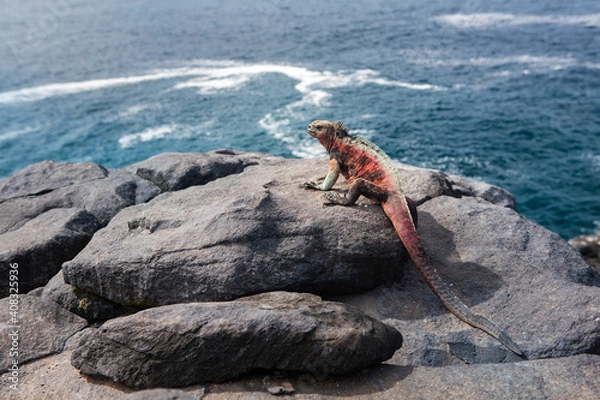 Fototapeta Galapagos marine iguana resting on rocky beach and looking away. Espanola island, Punta Suarez, Galapagos Islands, Ecuador.