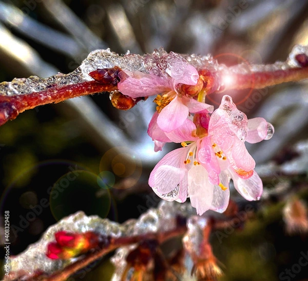 Obraz iced blossom