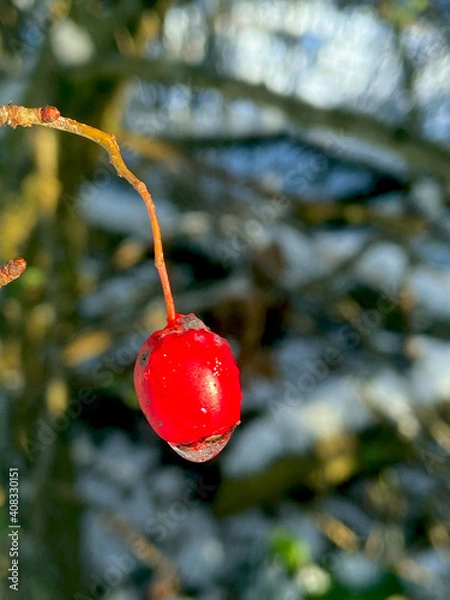 Obraz winter berries