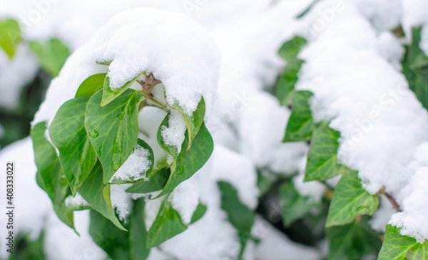 Fototapeta Green ivy branches in the snow close-up.