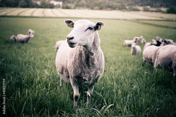 Obraz A sheep staring into the camera