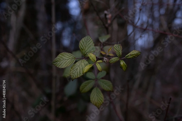 Obraz Brombeerblätter
