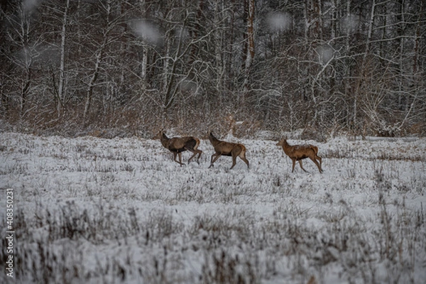 Fototapeta red deer stags crossing snow-covered glade