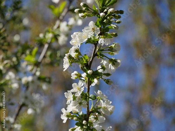 Obraz Blooming Morello Cherry Tree