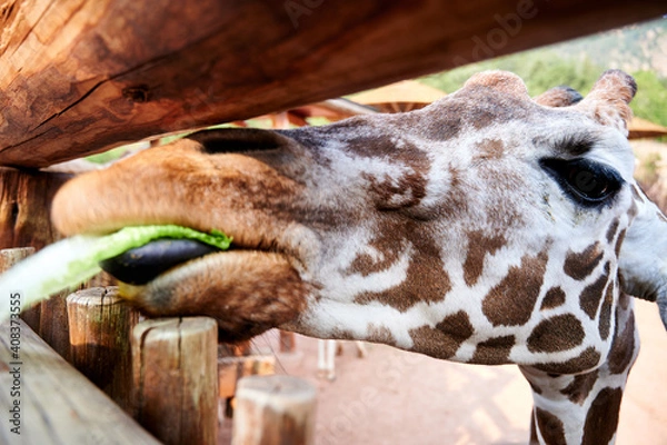 Obraz giraffe in zoo