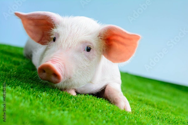 Fototapeta The piglet is resting on the green grass