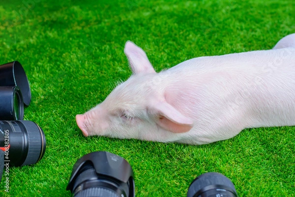 Fototapeta Piglet and a group of lenses