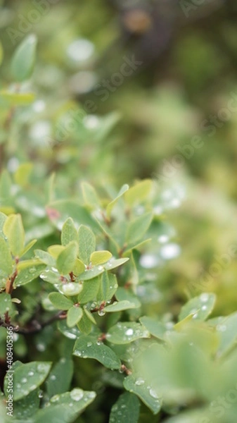 Obraz Blurred image out of focus conifer tree background