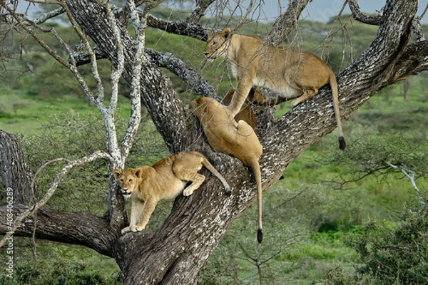 Fototapeta Lions resting in tree, Ndutu, Ngorongoro Conservation Area, Tanzania