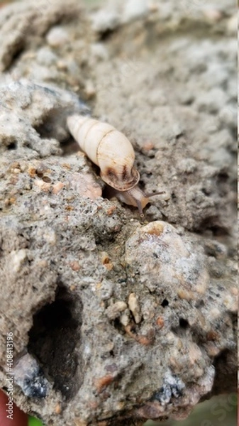 Fototapeta snail on rock