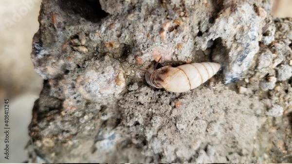 Fototapeta snail