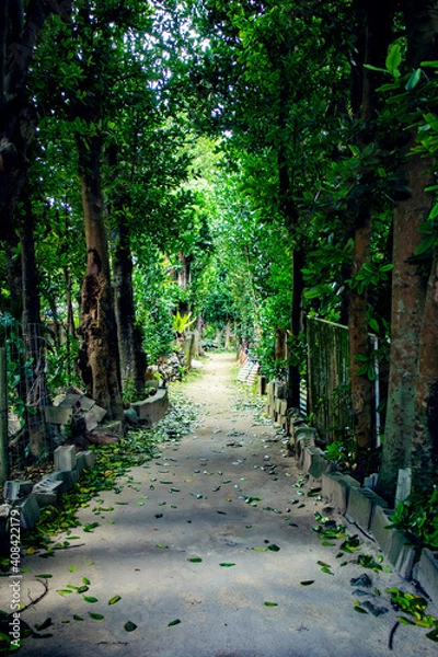 Obraz 備瀬のフクギ並木