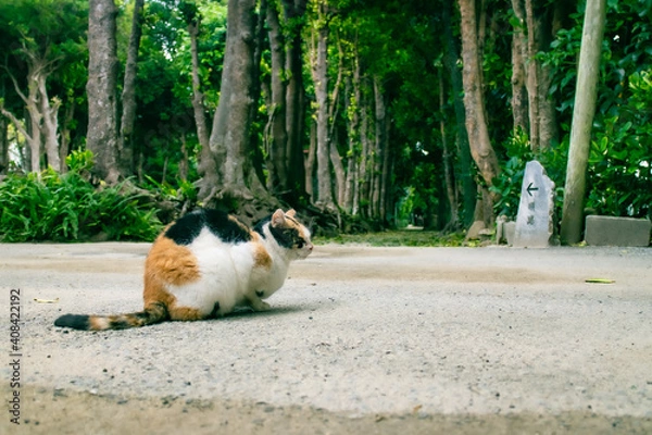 Obraz 備瀬のフクギ並木