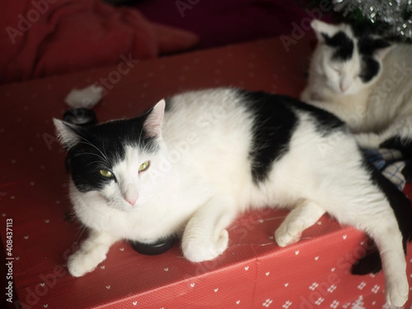 Obraz 
Black and white cat. Free space for entry ready