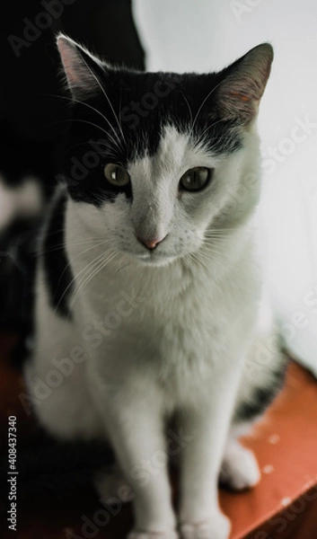 Obraz 
Winter landscape. Free entry ready