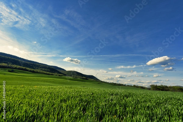 Obraz green field
