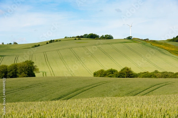Fototapeta Cornfields With Pinwheel