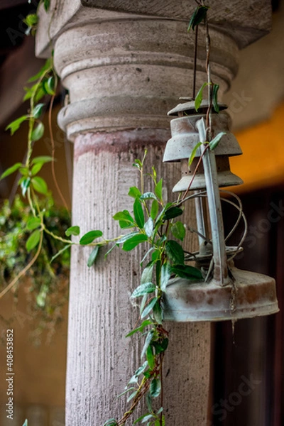 Obraz plant in a pot