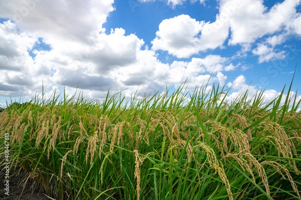 Obraz 青空の下に広がる新緑と田園風景