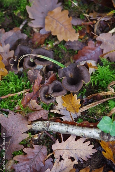 Obraz trompettes de la mort