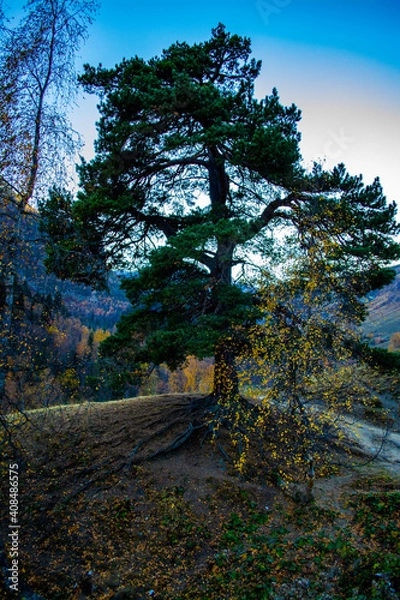 Fototapeta Lonely pine
