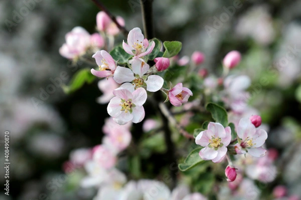 Fototapeta Apple blossom, spring flowers with colorful white and pink petals on a branch. Apple tree in orchard on blurred background, soft colors