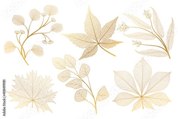 Obraz Set leaf veins of gold on white. Vector illustration. 