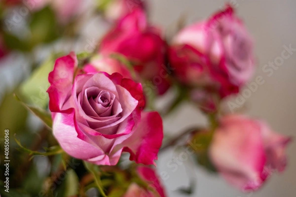 Fototapeta Few beautiful pink roses with leaves in a bouquet. One rose in a focus 
