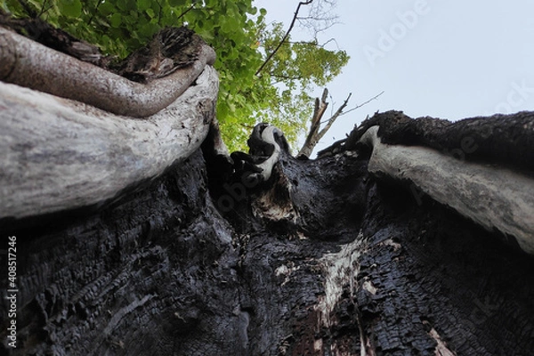 Fototapeta Split into a burnt tree trunk goes into the sky