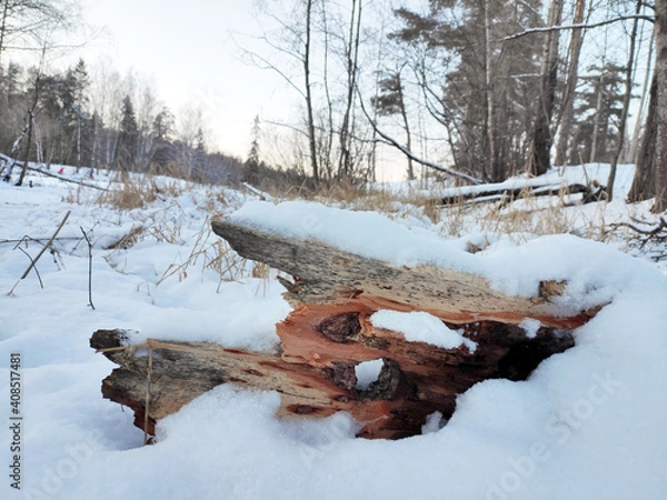Fototapeta Beautifully perforated fragment of a tree trunk Lies on the ground under snow on a forest background