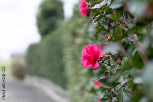 Fototapeta 満開のサザンカ