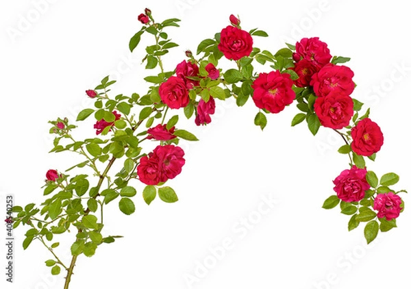 Obraz rosehip semicircle isolated branch