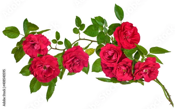 Obraz wild rose close-up isolated branch