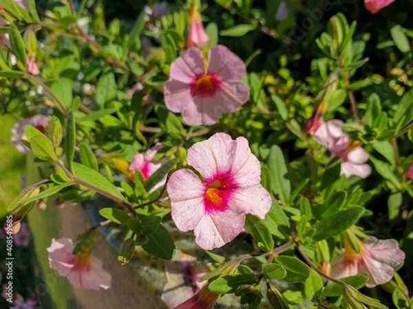 Fototapeta Petunia on the background of the sun